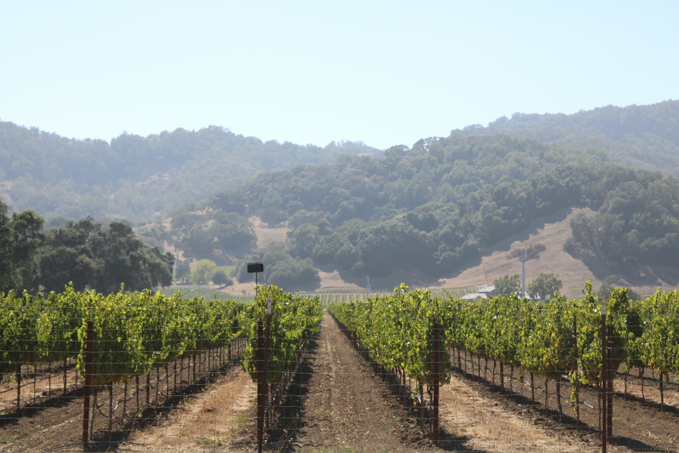 Vineyard in Napa Valley at golden hour